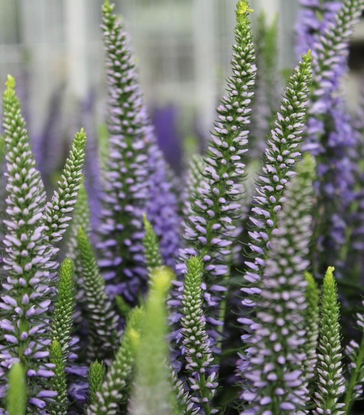 Veronica 'magic Show Ever After' - View 26 from www redcrocus com