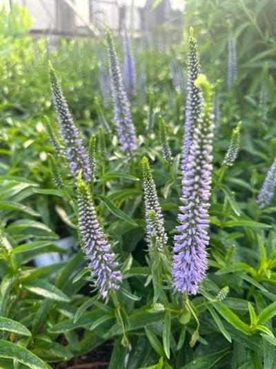 Veronica 'magic Show Ever After' - View 27 from www redcrocus com