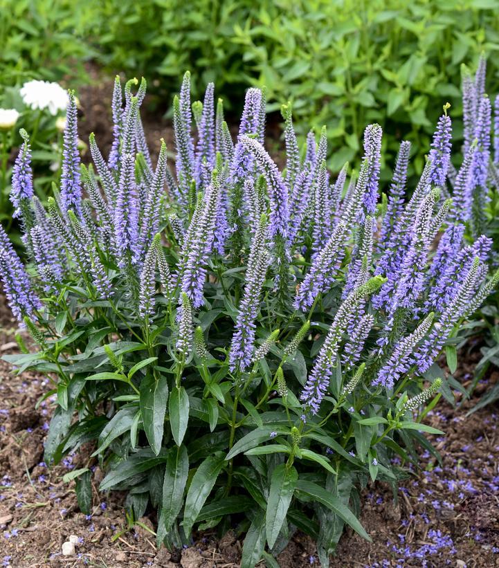 Veronica 'magic Show Ever After' - View 29 from www redcrocus com