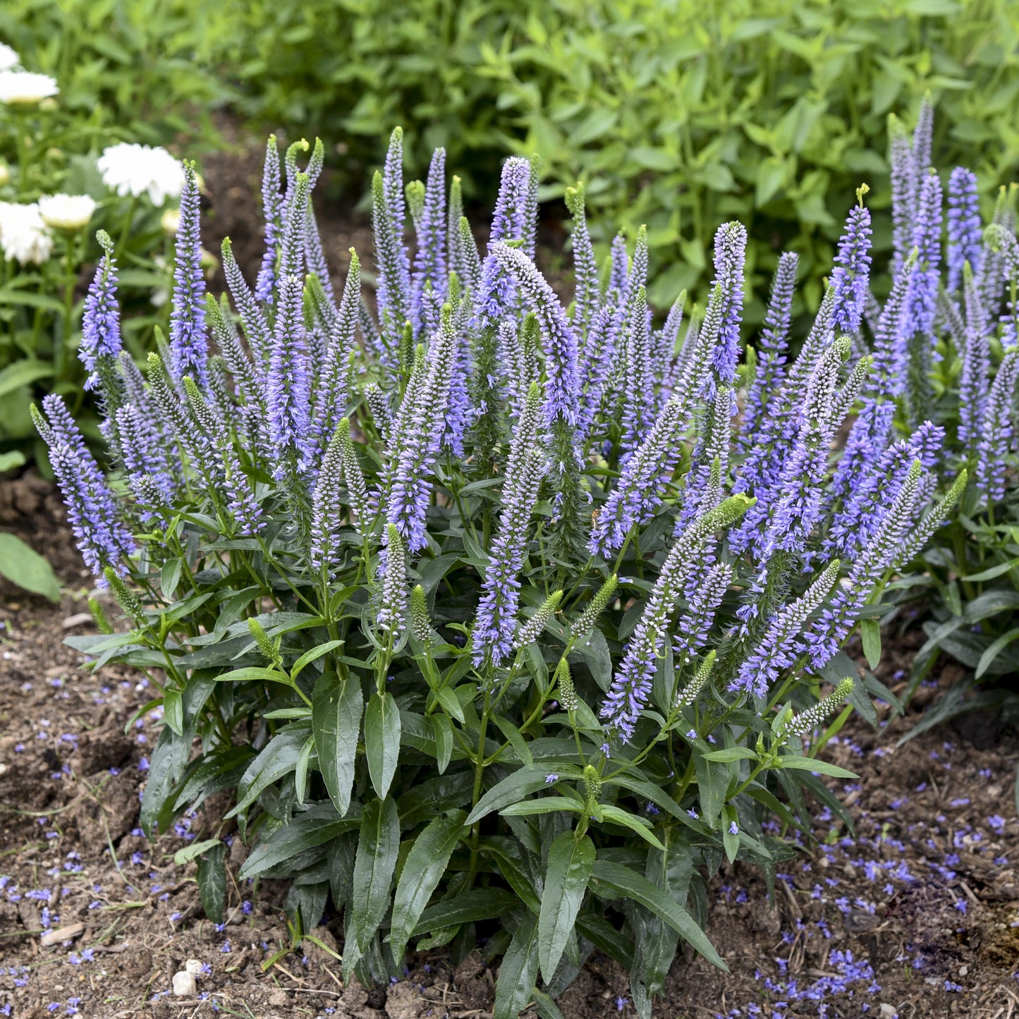 Veronica 'magic Show Ever After' - View 2 from www redcrocus com