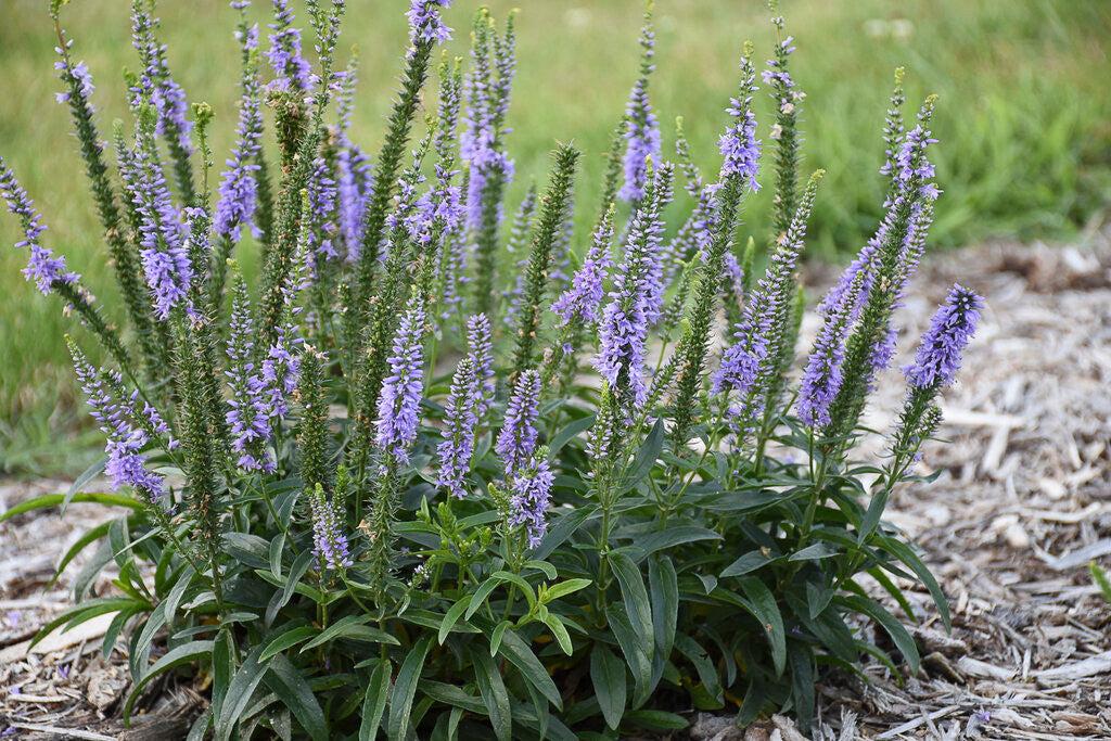 Veronica 'magic Show Ever After' - View 30 from www redcrocus com