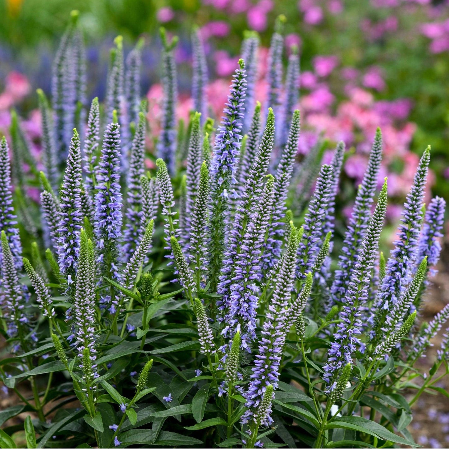 Veronica 'magic Show Ever After' - View 31 from www redcrocus com