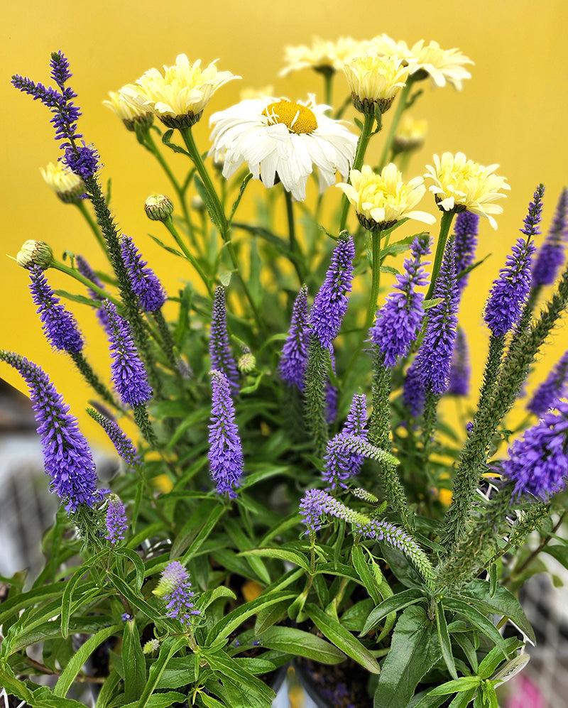 Veronica 'magic Show Ever After' - View 34 from www redcrocus com