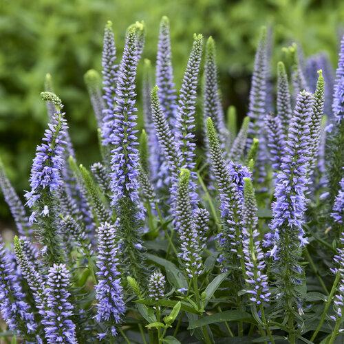 Veronica 'magic Show Ever After' - View 4 from www redcrocus com