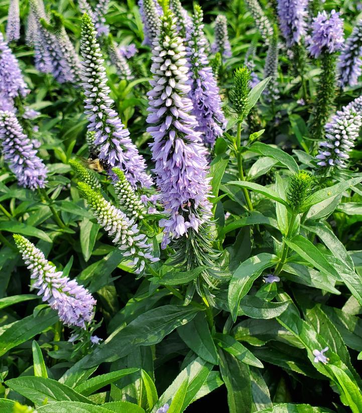 Veronica 'magic Show Ever After' - View 6 from www redcrocus com