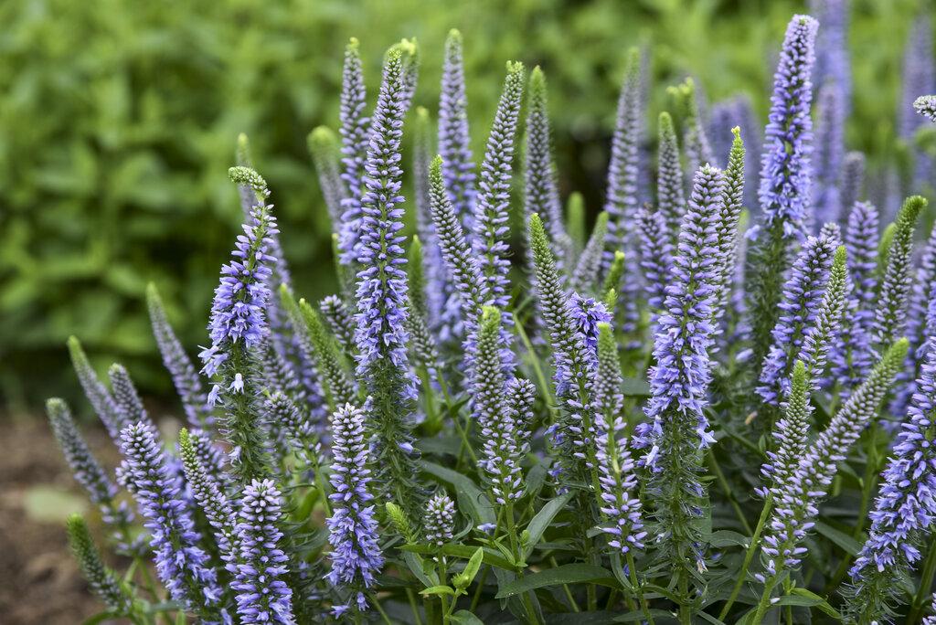 Veronica 'magic Show Ever After' - View 8 from www redcrocus com