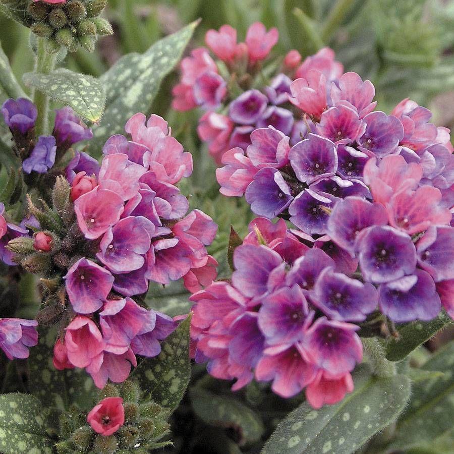 Pulmonaria X 'pink A Blue' - View 10 from www redcrocus com