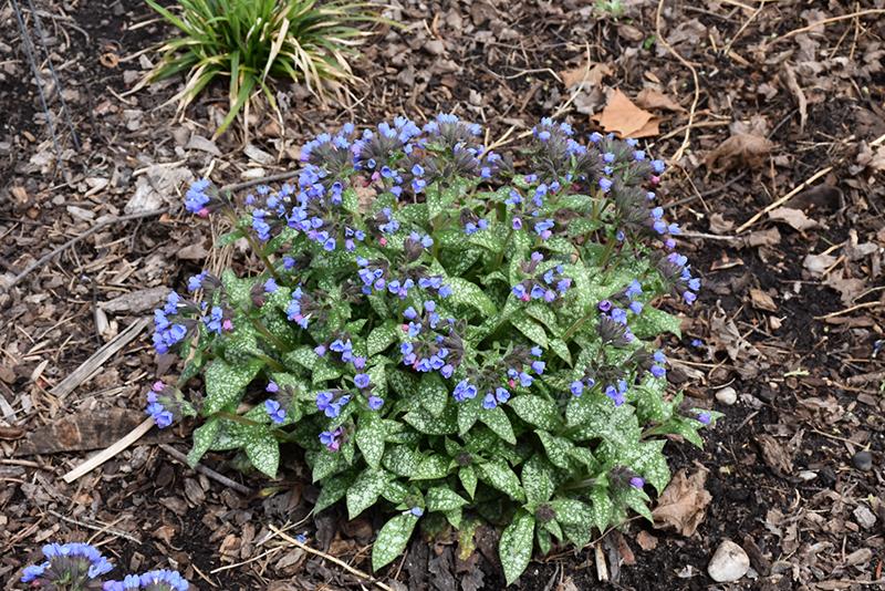 Pulmonaria X 'pink A Blue' - View 11 from www redcrocus com