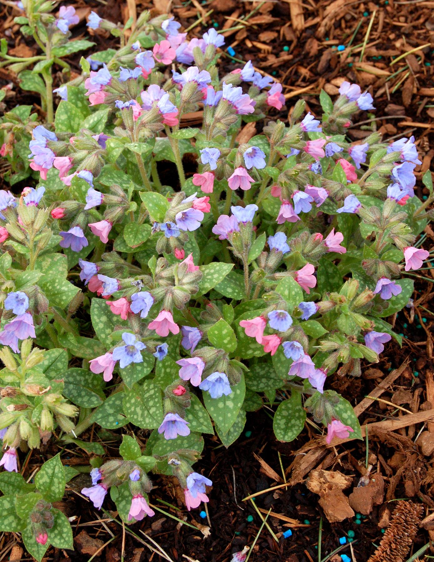 Pulmonaria X 'pink A Blue' - View 13 from www redcrocus com