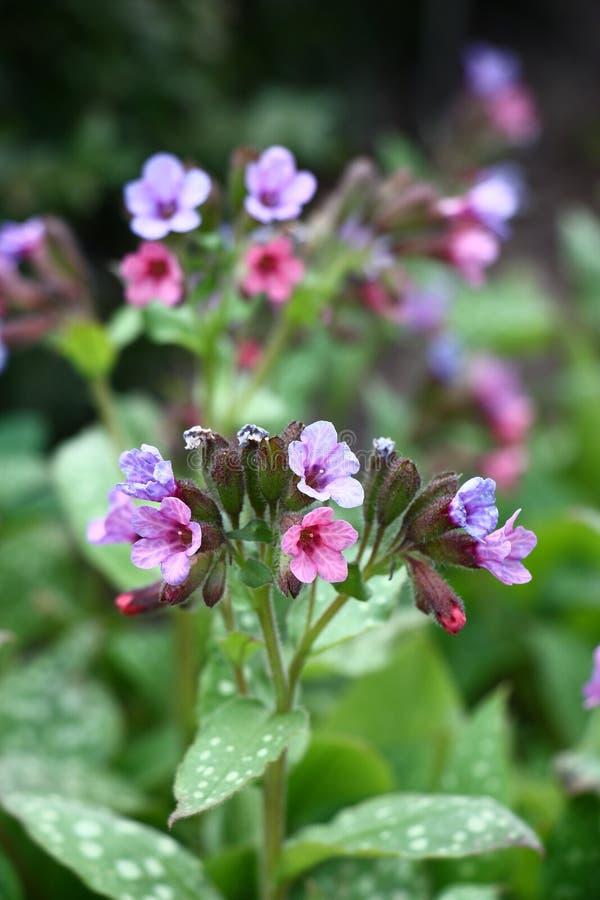 Pulmonaria X 'pink A Blue' - View 14 from www redcrocus com