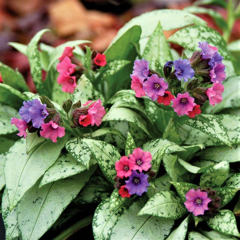 Pulmonaria X 'pink A Blue' - View 29 from www redcrocus com