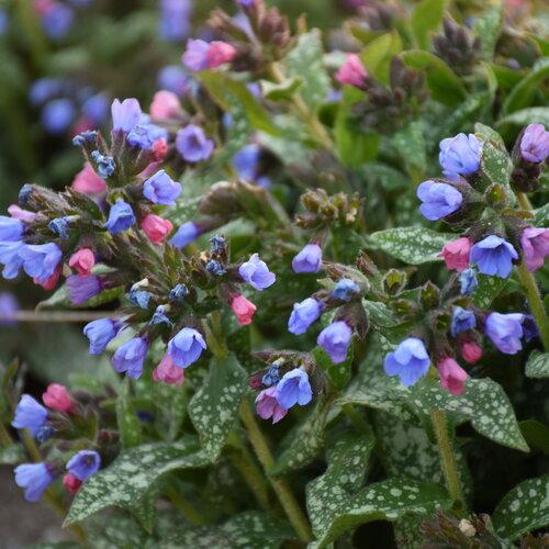 Pulmonaria X 'pink A Blue' - View 2 from www redcrocus com