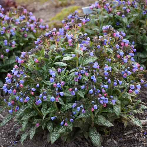 Pulmonaria X 'pink A Blue' - View 3 from www redcrocus com