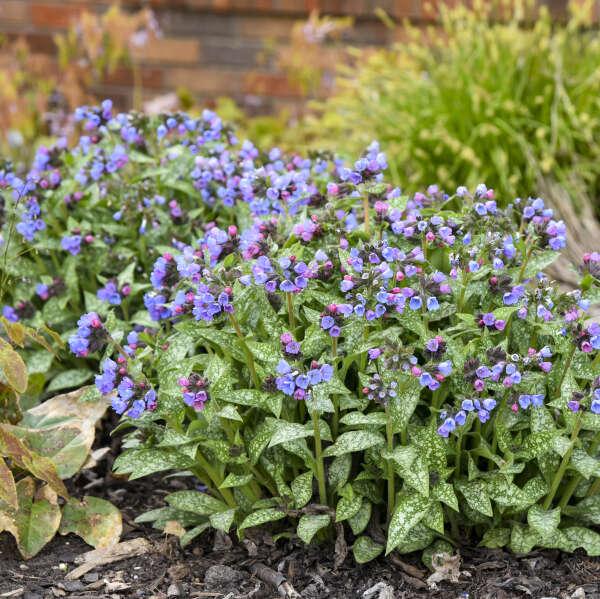 Pulmonaria X 'pink A Blue' - View 4 from www redcrocus com