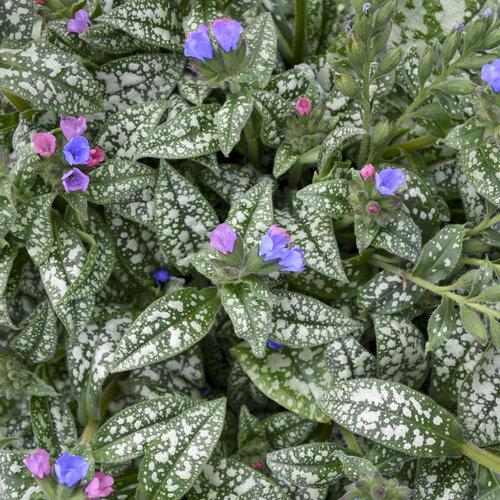 Pulmonaria X 'pink A Blue' - View 5 from www redcrocus com