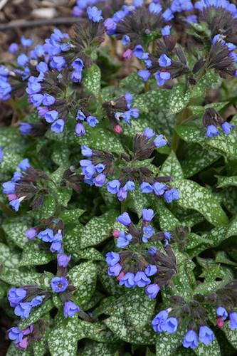Pulmonaria X 'pink A Blue' - View 7 from www redcrocus com