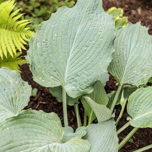 Hosta X Shadowland Diamond Lake - View 10 from www redcrocus com