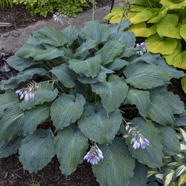 Hosta X Shadowland Diamond Lake - View 11 from www redcrocus com