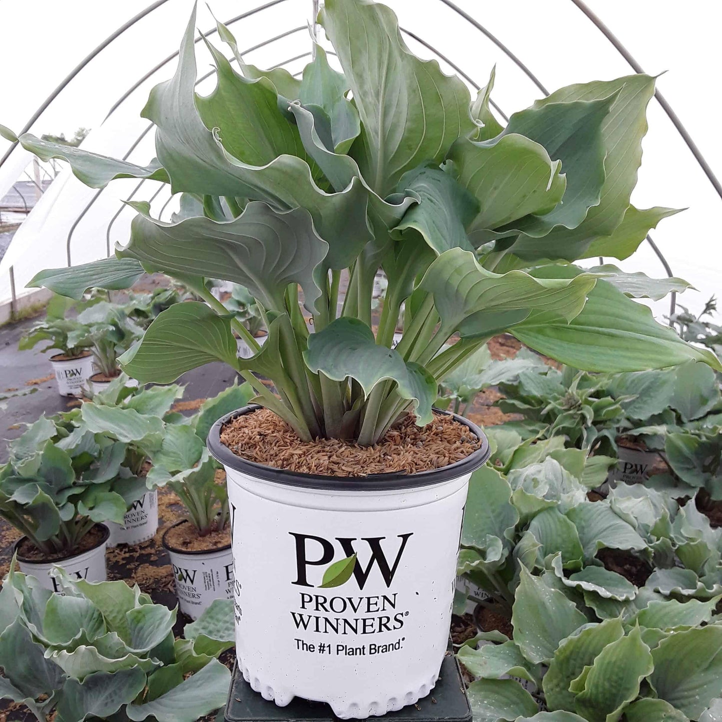 Hosta X Shadowland Diamond Lake - View 12 from www redcrocus com