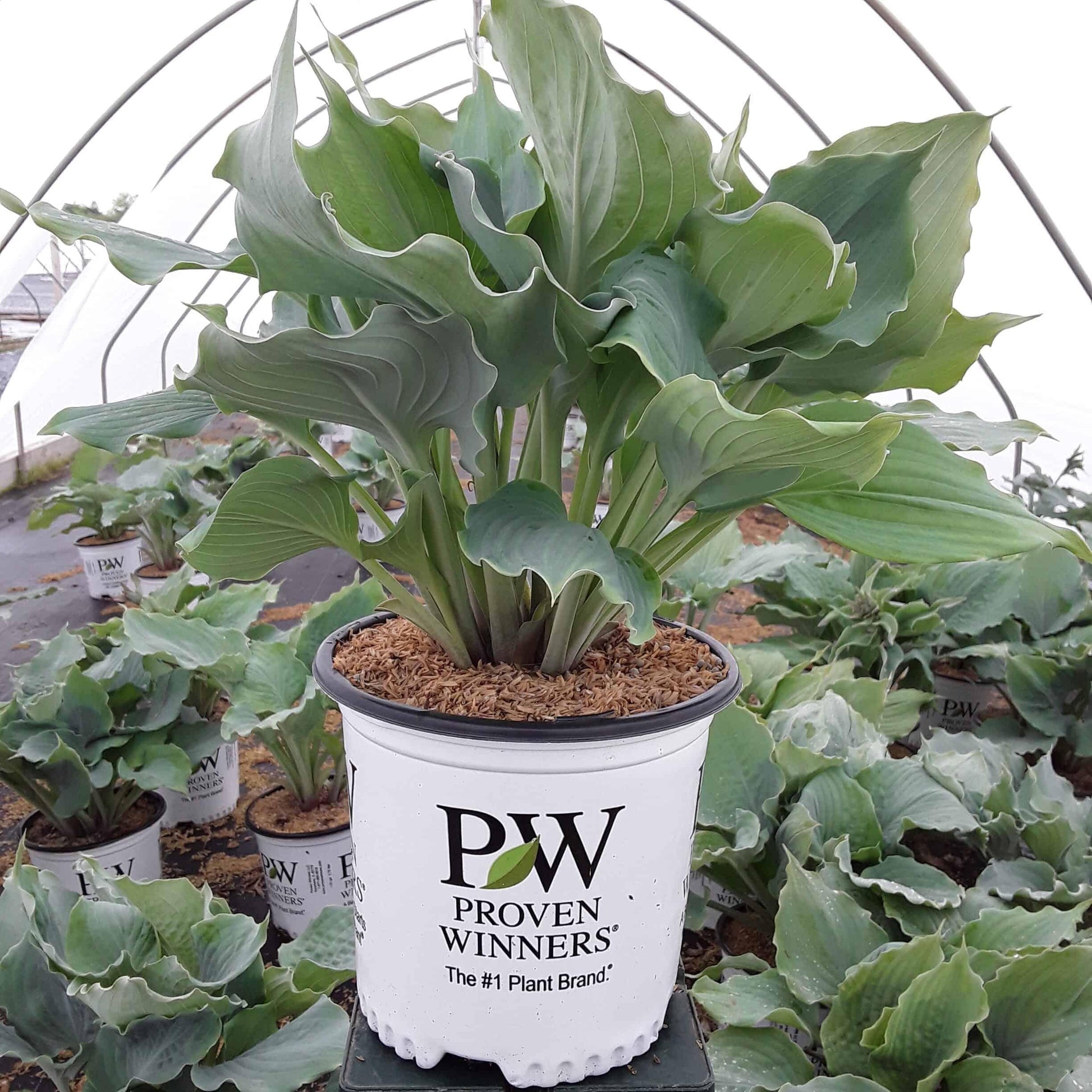 Hosta X Shadowland Diamond Lake - View 12 from www redcrocus com