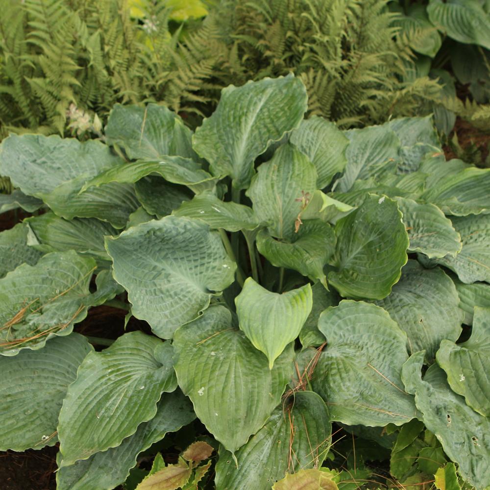 Hosta X Shadowland Diamond Lake - View 13 from www redcrocus com