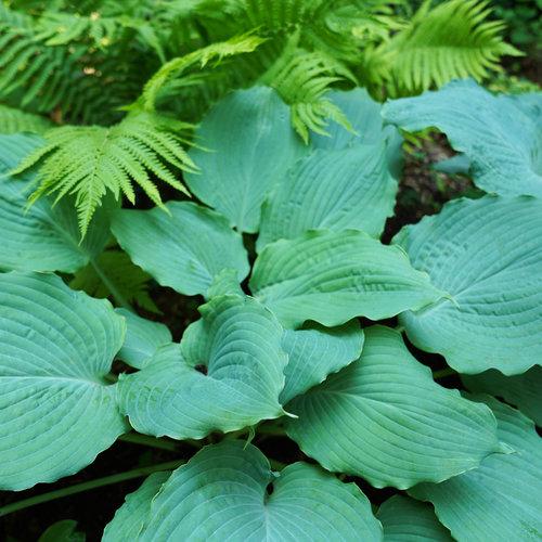 Hosta X Shadowland Diamond Lake - View 14 from www redcrocus com