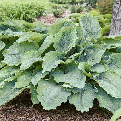 Hosta X Shadowland Diamond Lake - View 17 from www redcrocus com