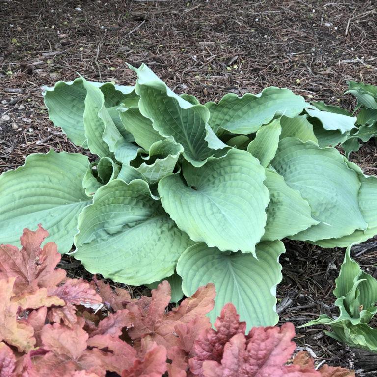 Hosta X Shadowland Diamond Lake - View 18 from www redcrocus com