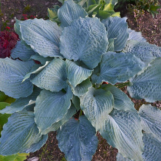 Hosta X Shadowland Diamond Lake - View 1 from www redcrocus com