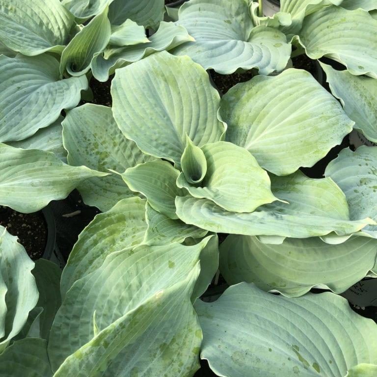 Hosta X Shadowland Diamond Lake - View 2 from www redcrocus com