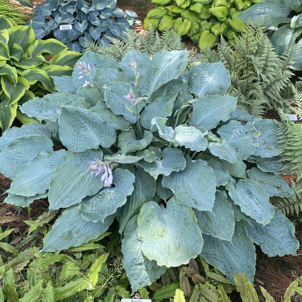 Hosta X Shadowland Diamond Lake 3 4d90012e De01 49c4 Ae90 70ed11529fa6 from www redcrocus com