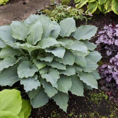 Hosta X Shadowland Diamond Lake - View 4 from www redcrocus com