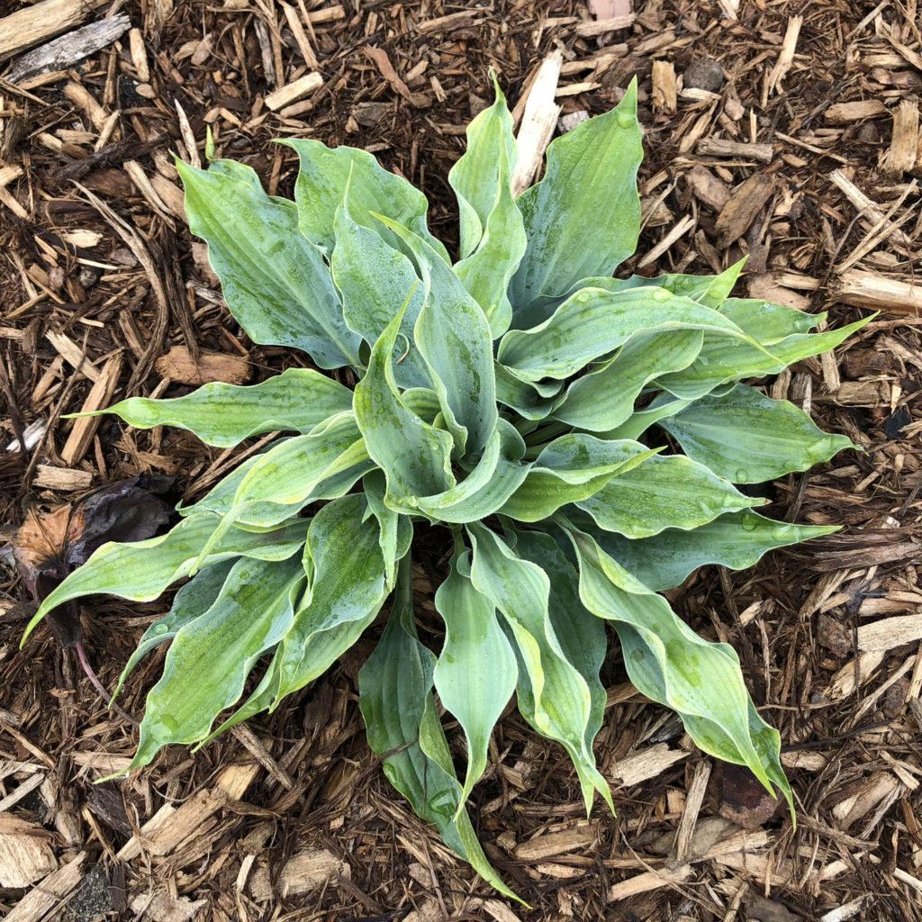 Hosta X Shadowland Diamond Lake - View 5 from www redcrocus com