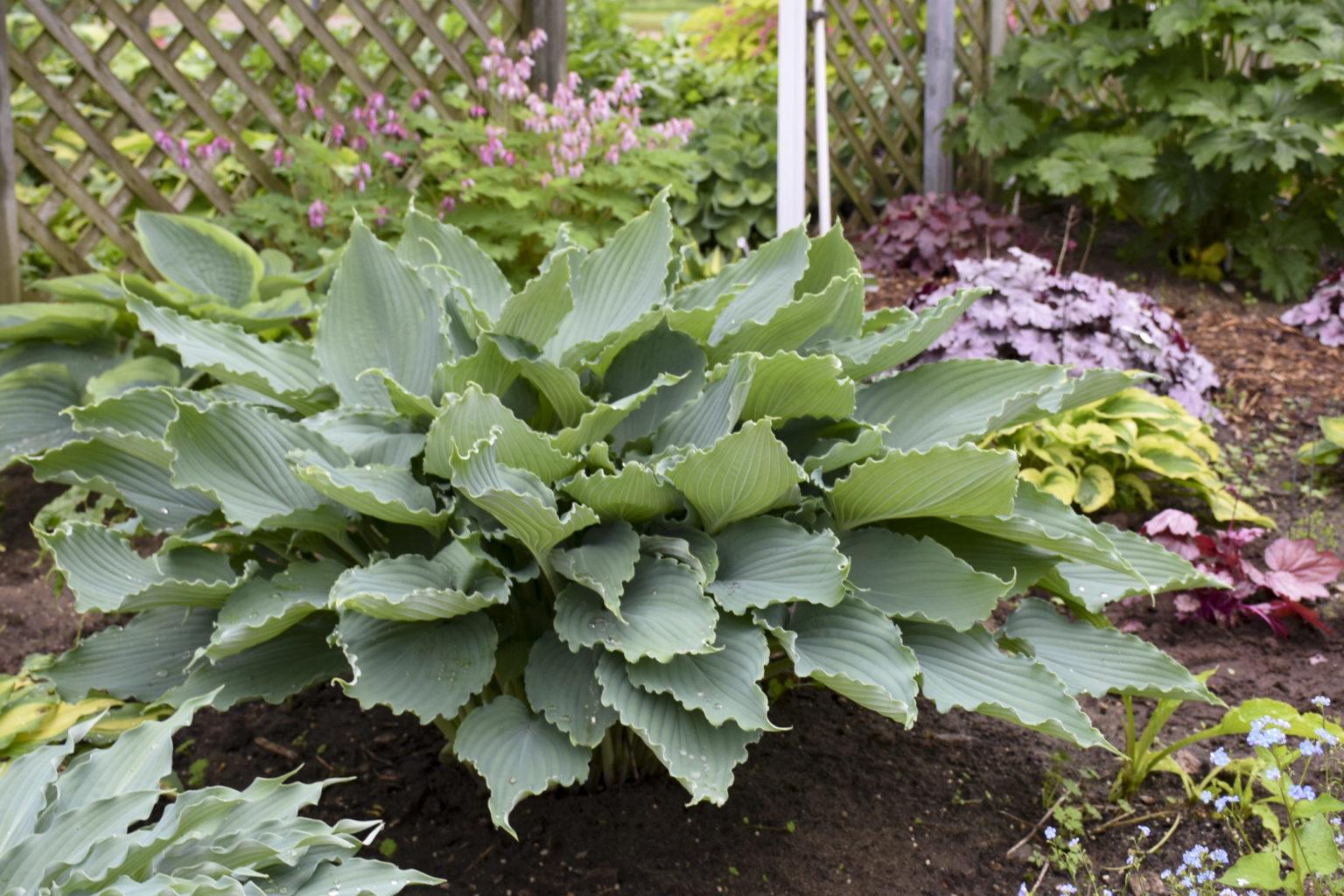 Hosta X Shadowland Diamond Lake - View 7 from www redcrocus com