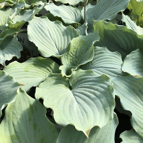 Hosta X Shadowland Diamond Lake - View 8 from www redcrocus com