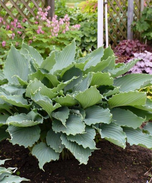 Hosta X Shadowland Diamond Lake - View 9 from www redcrocus com
