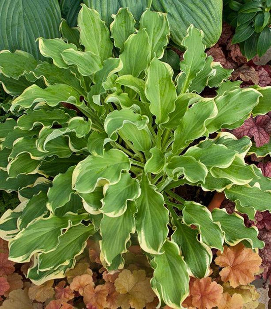 Hosta X Shadowland Wheee - View 15 from www redcrocus com