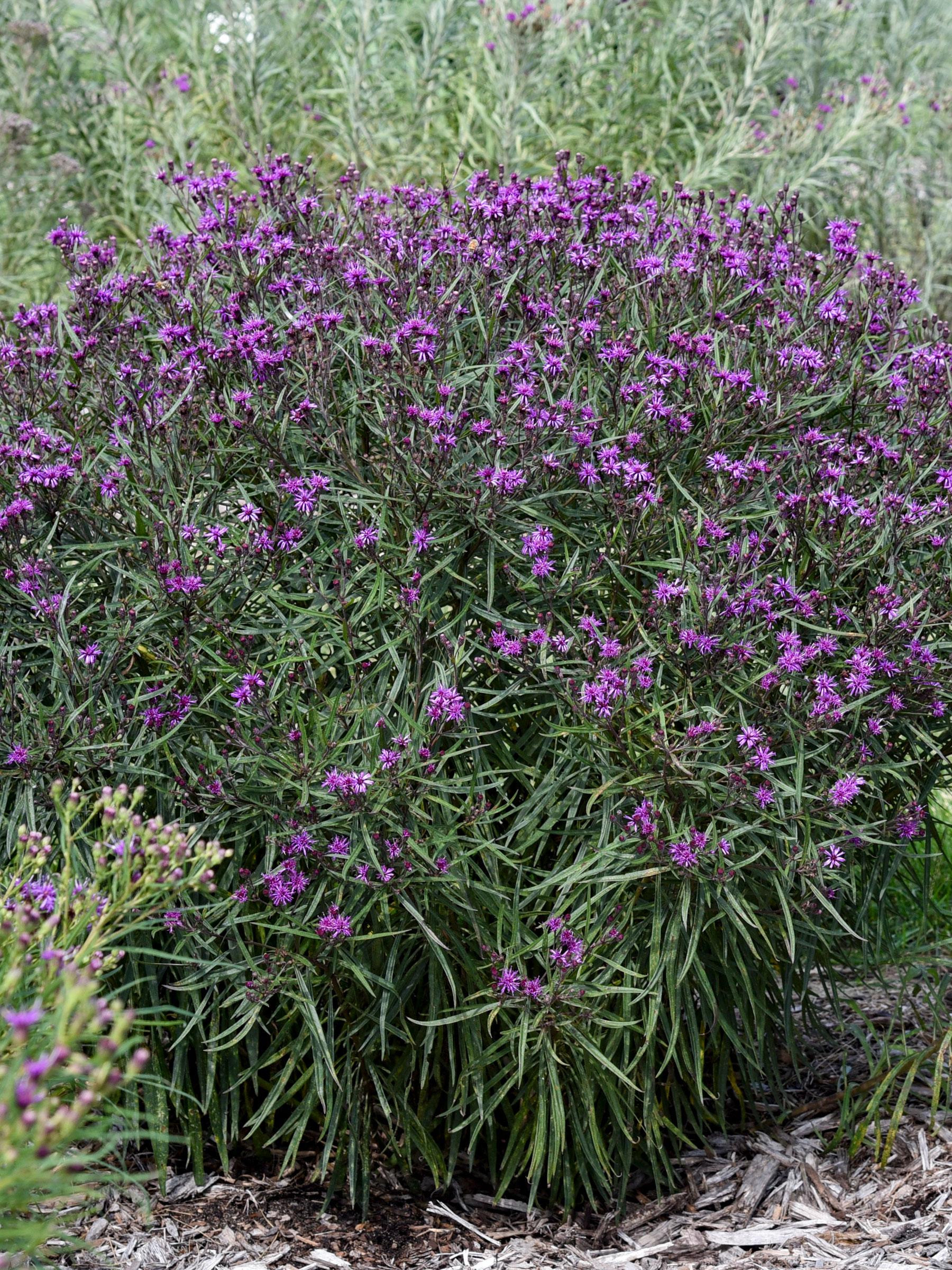 Vernonia 'prairie Princess' - View 17 from www redcrocus com