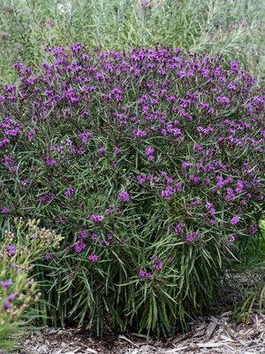 Vernonia 'prairie Princess' - View 19 from www redcrocus com
