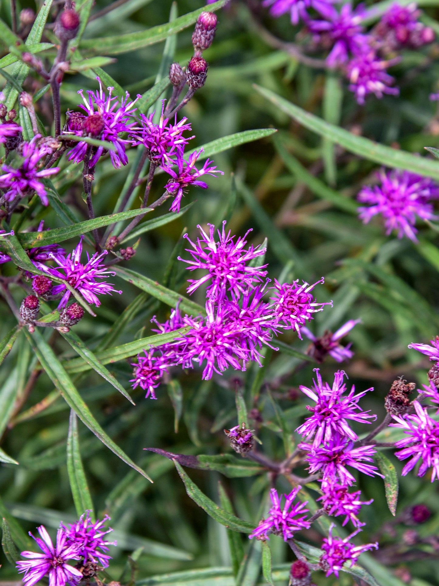 Vernonia 'prairie Princess' - View 20 from www redcrocus com