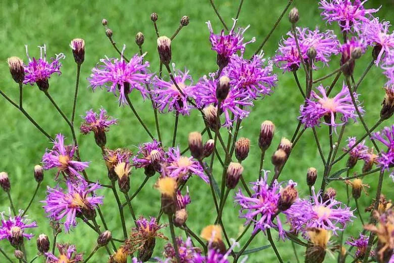 Vernonia 'prairie Princess' - View 22 from www redcrocus com
