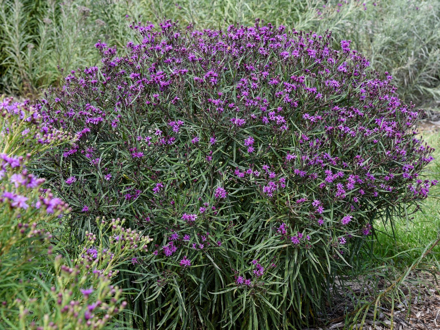 Vernonia 'prairie Princess' - View 23 from www redcrocus com