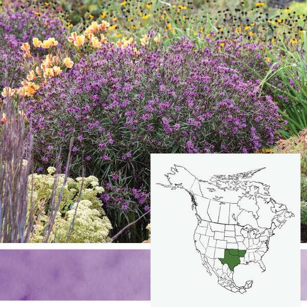 Vernonia 'prairie Princess' - View 27 from www redcrocus com