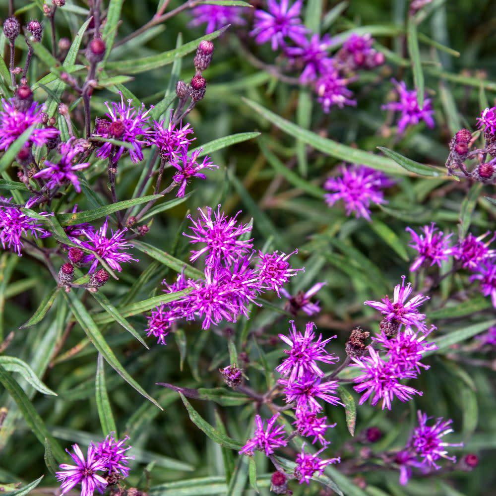Vernonia 'prairie Princess' - View 32 from www redcrocus com