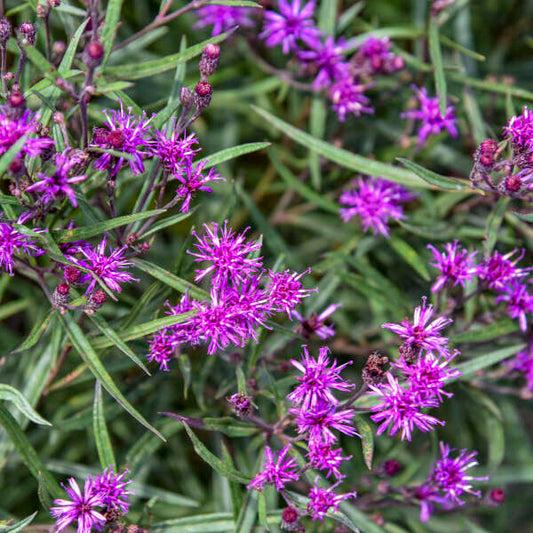 Vernonia 'prairie Princess' - View 33 from www redcrocus com