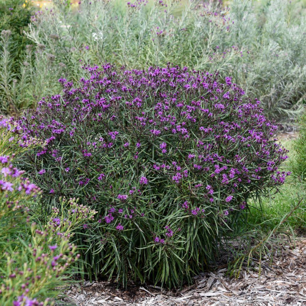 Vernonia 'prairie Princess' - View 34 from www redcrocus com