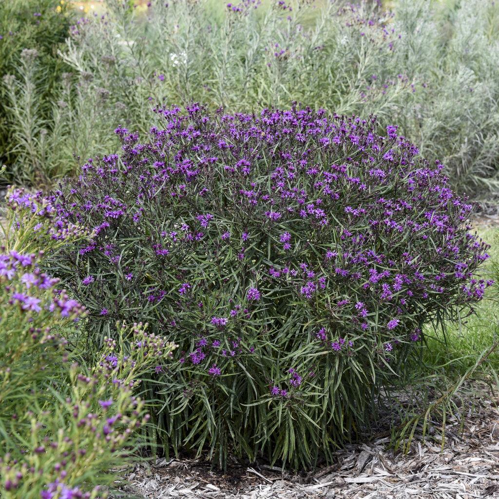 Vernonia 'prairie Princess' - View 4 from www redcrocus com