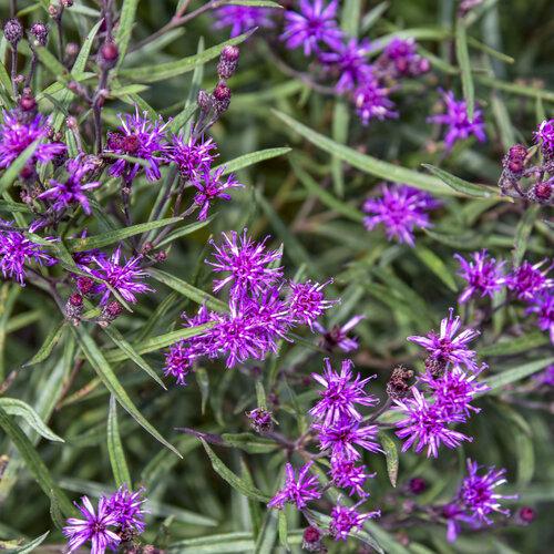 Vernonia 'prairie Princess' - View 5 from www redcrocus com