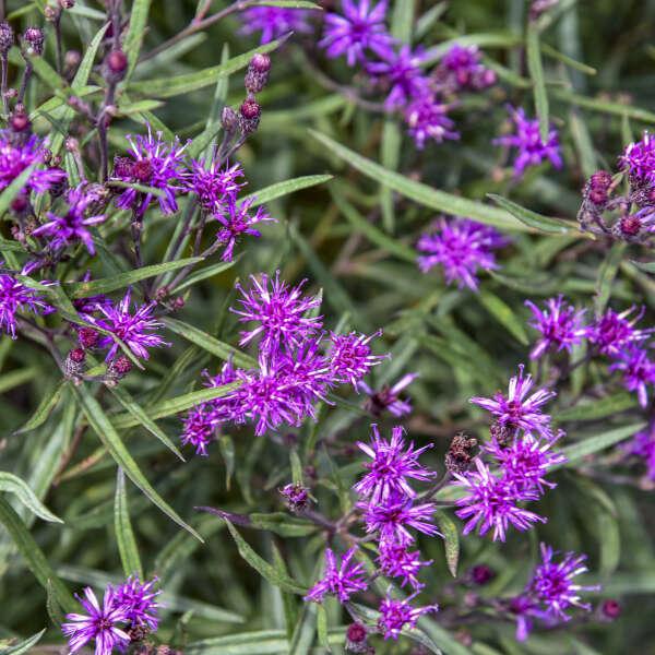 Vernonia 'prairie Princess' - View 6 from www redcrocus com