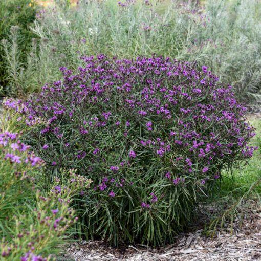 Vernonia 'prairie Princess' - View 9 from www redcrocus com